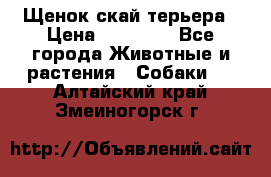 Щенок скай терьера › Цена ­ 20 000 - Все города Животные и растения » Собаки   . Алтайский край,Змеиногорск г.